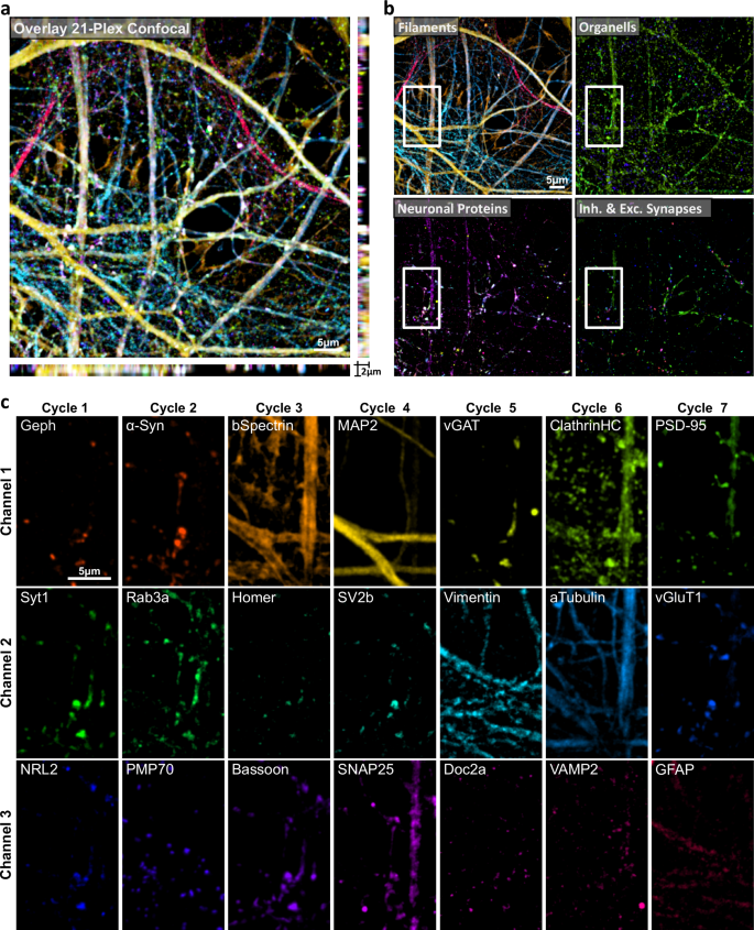 Fig. 5: Revealing 21 proteins on primary hippocampal neurons by ChemiPlex.