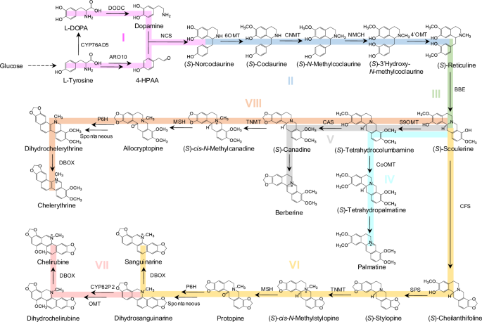 Fig. 1: Schematic presentation of reconstructing the biosynthetic pathway for de novo production of protoberberines and BZDAs in yeast.