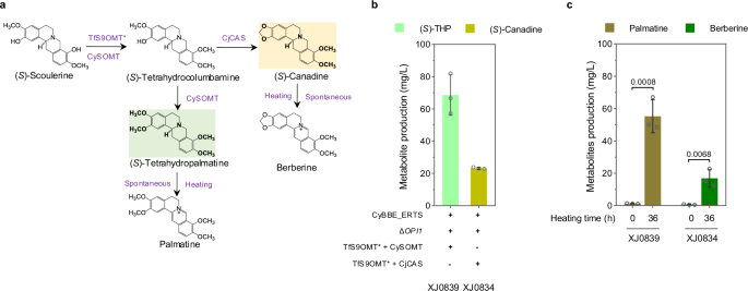 Fig. 5: Extending the pathway to biosynthesize palmatine in module IV and berberine in module V.