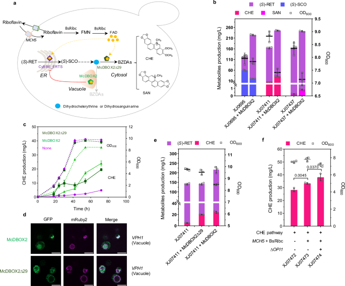 Fig. 6: Optimizing the biosynthesis of BZDAs in yeast.