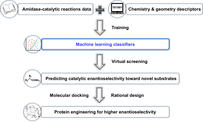 Fig. 1: Workflow of machine learning-assisted amidase-catalytic enantioselectivity prediction and rational design of variants.