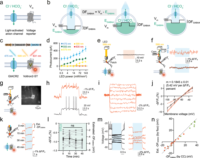 Fig. 1: ORCHID provides an optical estimate of the magnitude and direction of inhibitory receptor driving force.