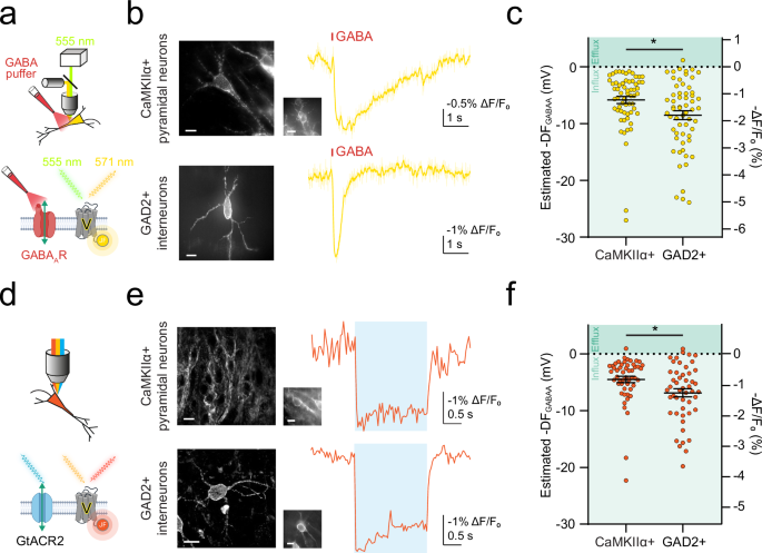 Fig. 2: ORCHID reports endogenous inhibitory receptor driving force in different neuronal populations.