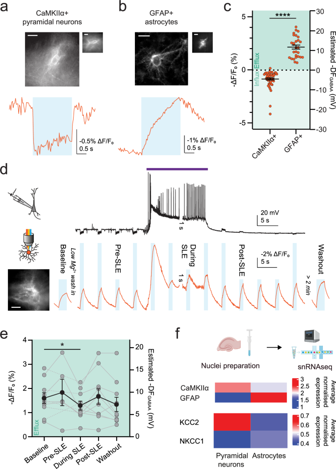 Fig. 5: Astrocytes sustain an outward anion driving force during enhanced network activity.