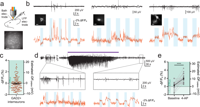 Fig. 6: In vivo determination of resting and dynamic inhibitory receptor driving forces in neurons.