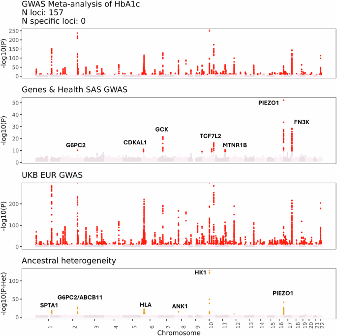 Fig. 3: Multi-ancestry meta-analysis of glycated Haemoglobin (HbA1c).