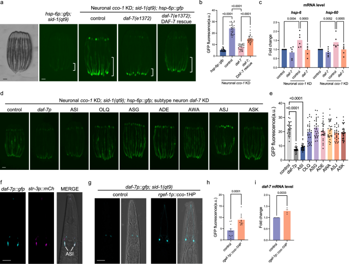 Fig. 1: TGF-β/DAF-7 acts in ASI chemosensory neurons to coordinate the cell non-autonomous UPRmt.