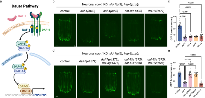 Fig. 2: TGF-β/Dauer signaling pathway is required for cell non-autonomous UPRmt activation.
