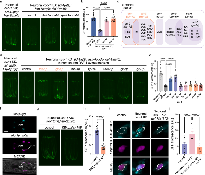 Fig. 3: DAF-1 functions in RIM interneurons to mediate cell non-autonomous UPRmt.