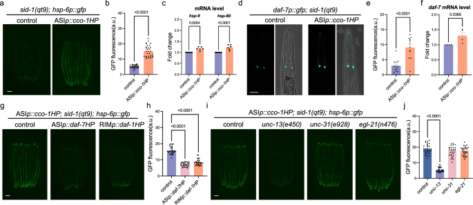 Fig. 4: ASI-specific mitochondrial perturbation is sufficient to activate systemic UPRmt in a daf-7-dependent manner.
