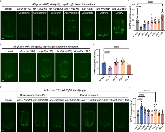 Fig. 5: The UPRmt induced by ASI cco-1 KD is mediated by Dopamine and negatively regulated by GABA.