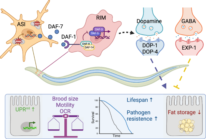 Fig. 7: Schematic model of ASI-RIM neuron axis coordinating the systemic mitochondrial stress response via TGF-β/DAF-7 signaling.