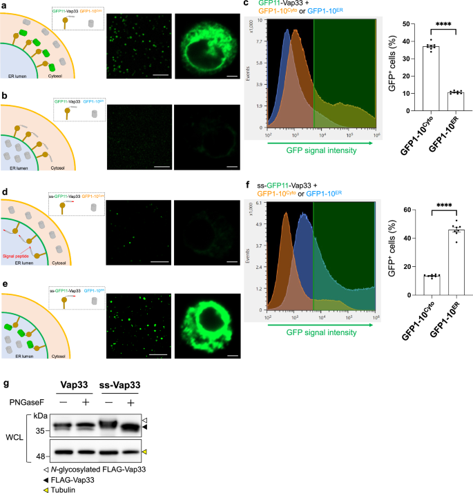 Fig. 1: Vap33 on the ER membrane directs its MSP domain into cytosol.
