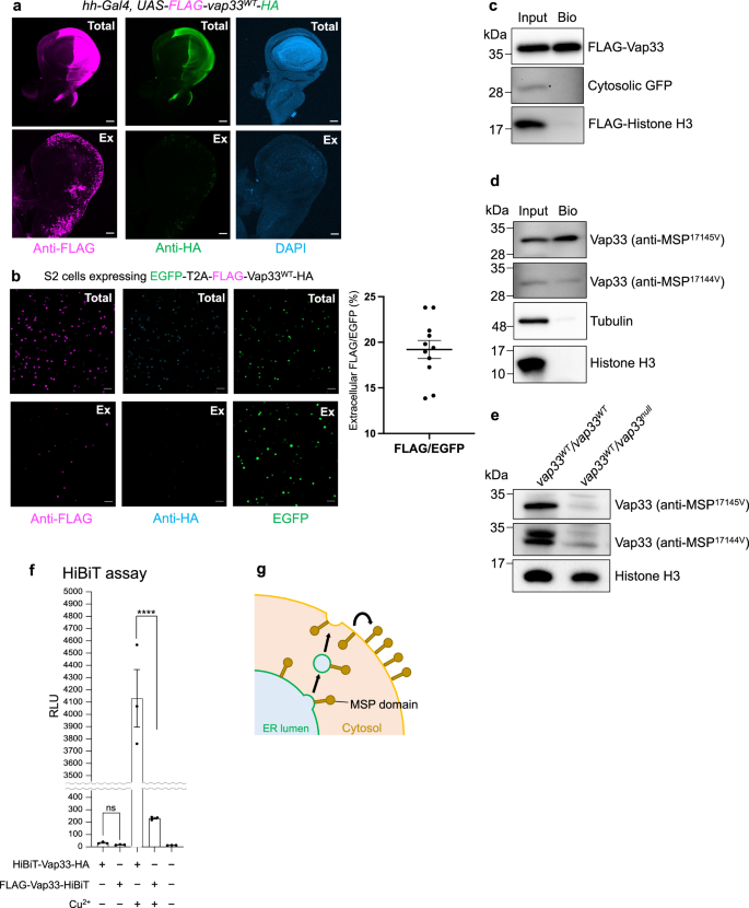 Fig. 2: Vap33 inverts its topology on the plasma membrane, and exposes the MSP domain into extracellular space.