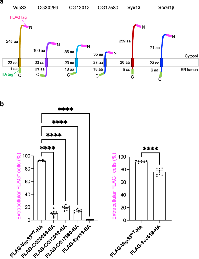 Fig. 4: The phenomenon of topology inversion is specific to Vap33 protein among type IV integral transmembrane proteins.