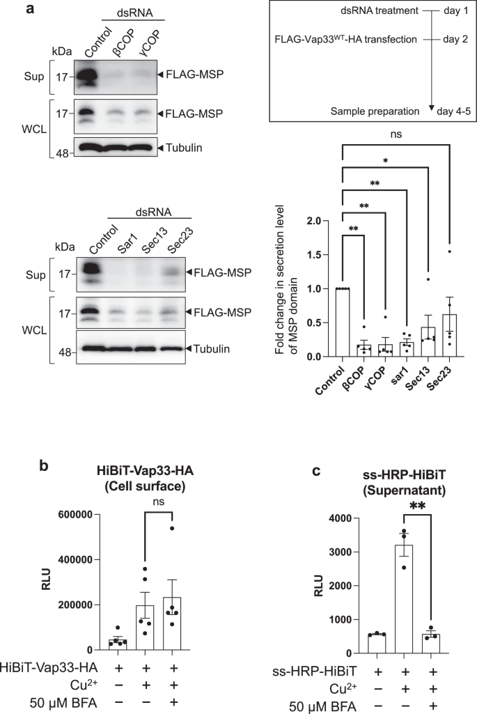 Fig. 6: Investigating the involvement of the COPI/II dependent secretion pathway in MSP domain secretion.