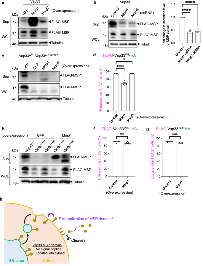 Fig. 7: Extracellularly externalized Vap33 is cleaved by Mmp1/2 on plasma membrane.