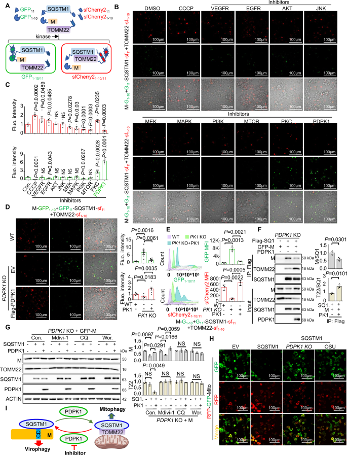 Fig. 2: PDPK1 attenuates M degradation by redirecting SQSTM1 to mitochondria.