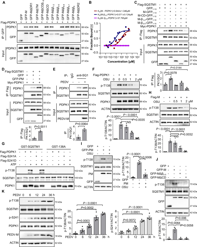 Fig. 3: PDPK1 directly phosphorylates T138 of SQSTM1.