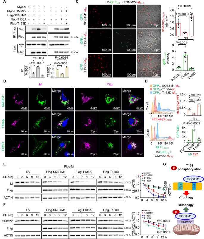 Fig. 4: Phosphorylation at T138 promotes the redirection of SQSTM1 from the M protein to the mitochondria to increase its degradation.