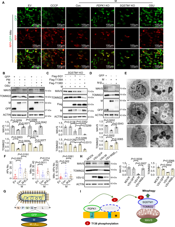 Fig. 5: The PDPK1-SQSTM1 axis is required for M-mediated mitophagy.