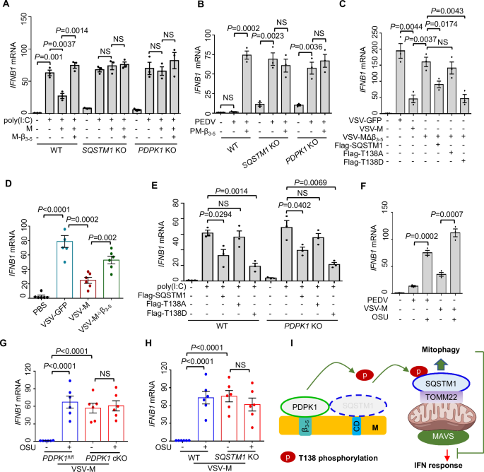 Fig. 6: The PDPK1-SQSTM1 axis is required for M-mediated IFNB1 inhibition.