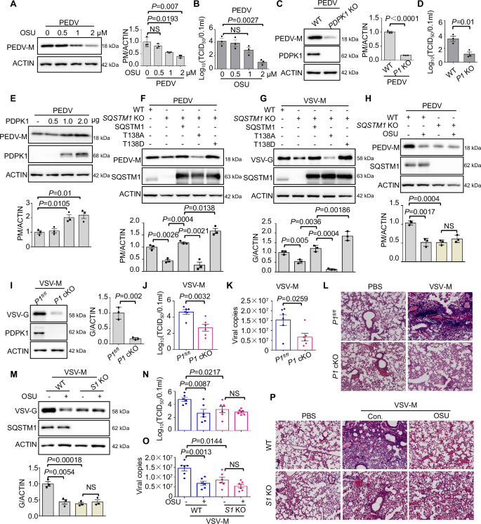 Fig. 7: PDPK1 promotes viral replication through SQSTM1 in vitro and in vivo.
