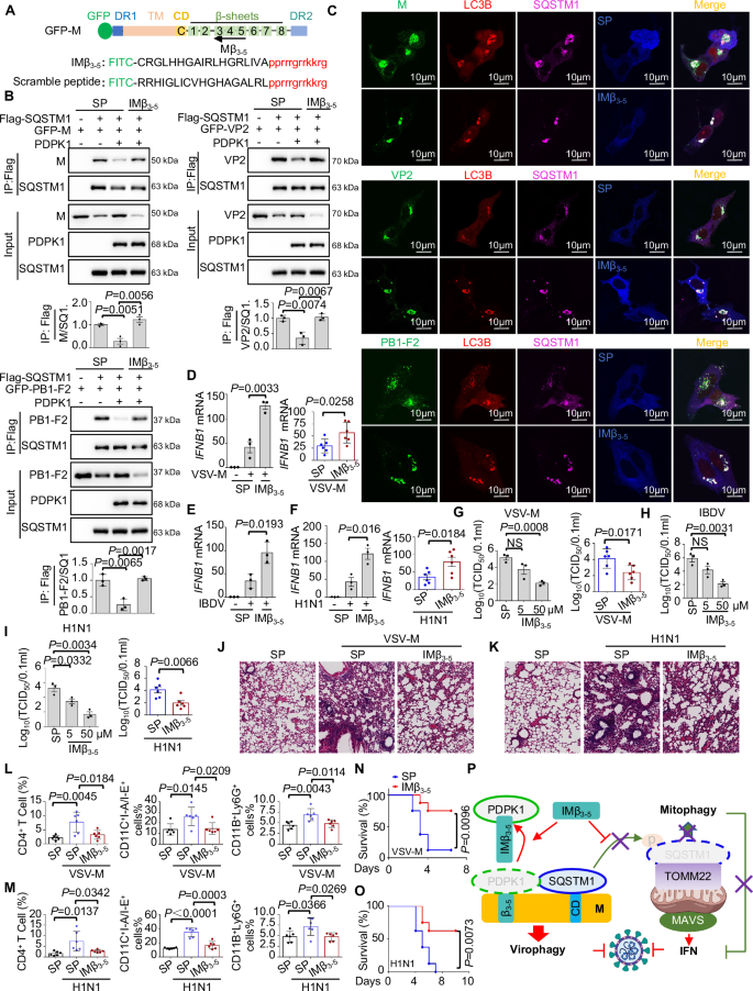 Fig. 8: Targeting PDPK1 with the interfering peptide Mβ3-5 inhibits viral replication by promoting virophagy and restoring IFNB1 expression.