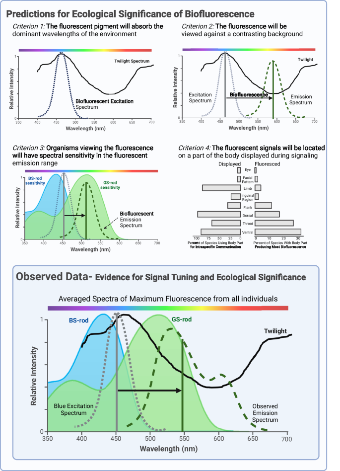 Fig. 2: Evidence for ecological significance of biofluorescence in Anurans.