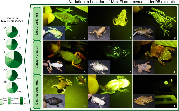 Fig. 6: Maximum biofluorescence by body location.
