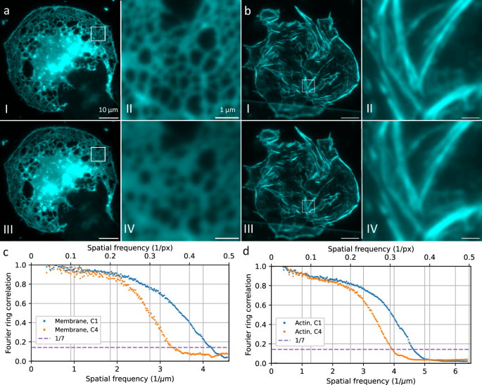 Fig. 1: Wide-field images of liver sinusoidal endothelial cells stained with Vybrant DiO (a) and Phalloidin AF488 (b), both with green emission.