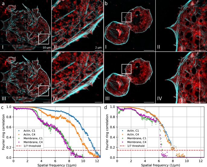 Fig. 2: Reconstructed SR-SIM images of liver sinusoidal endothelial cells, stained with Phalloidin AF488 and membrane dye Biotracker 647.