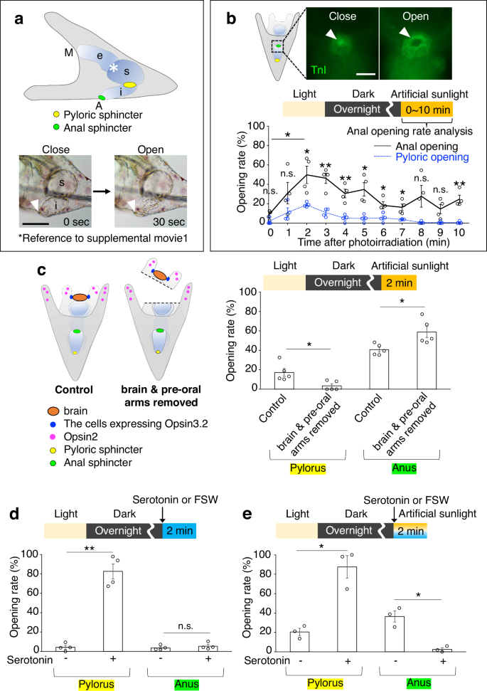 Fig. 1: Light-induced anus opening in sea urchin larvae.