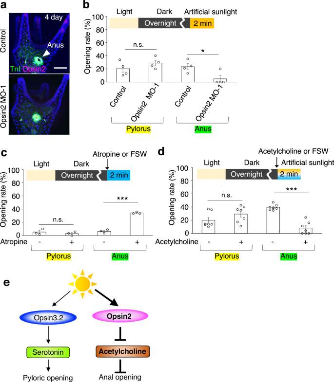 Fig. 2: Light-induced anus opening is mediated by Opsin2.