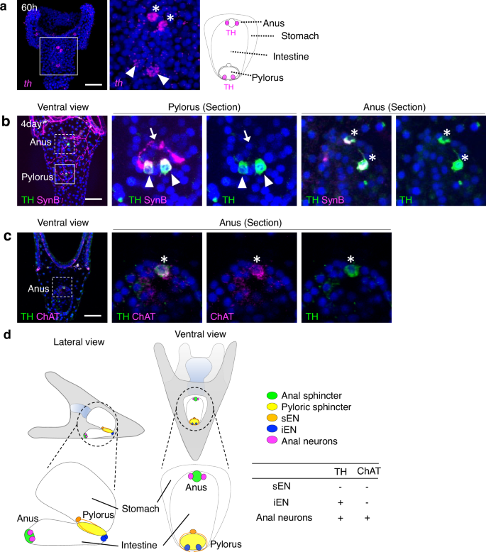Fig. 4: TH-positive pyloric and anal neurons in sea urchin larvae.