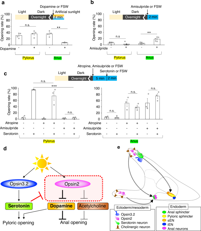 Fig. 5: Interactions between pyloric and anal opening pathways in sea urchin larvae.