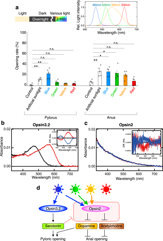 Fig. 6: Wavelength dependency in the regulation of pyloric and anal openings.