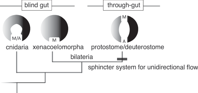 Fig. 7: Evolution of through-gut.