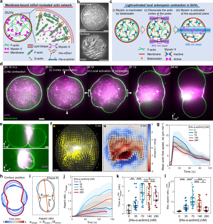 Fig. 1: Patterned light-activation induces cell division-like membrane deformation.