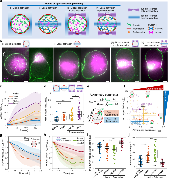 Fig. 2: Pole relaxation with equatorial activation induces fast and symmetric division.
