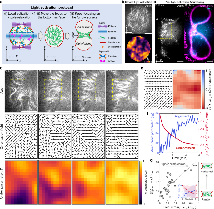 Fig. 4: Convergent cortical actin flow aligns F-actin parallel to the division plane.