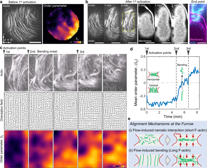 Fig. 5: Flow-induced F-actin bending leads to F-actin alignment parallel to the division plane.