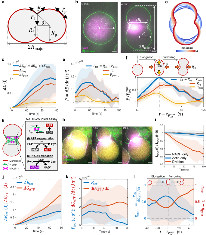 Fig. 6: Mechanical power of cell division-like deformation is maximized during elongation.