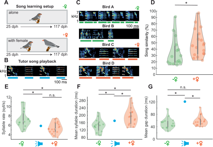 Fig. 1: Female presence supports song learning.