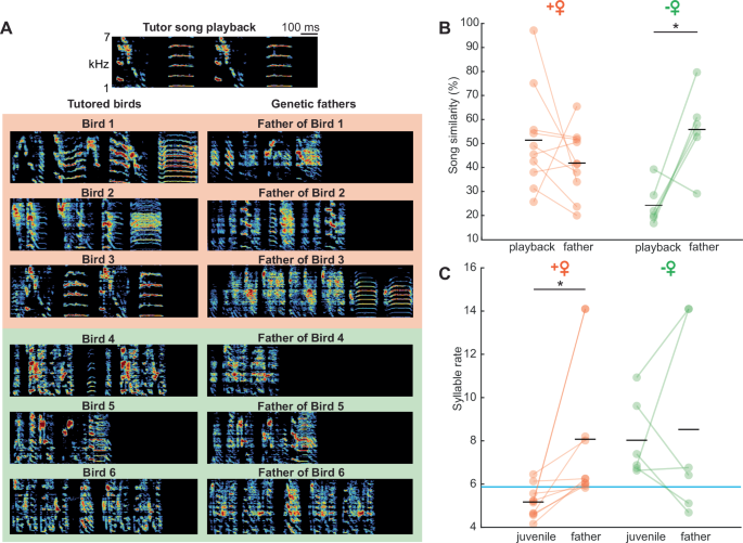 Fig. 2: Female presence aids song learning from playback.