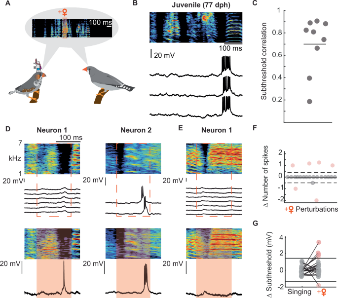 Fig. 6: Female vocalizations during juvenile song production change neural activity within a subset of HVC projection neurons.