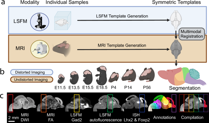 発達中の哺乳類の脳の3Dアトラスを開発(Researchers develop 3D atlas of the developing mammalian brain)