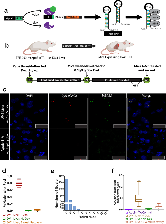 Fig. 1: Murine model recapitulates molecular mechanism of DM1 in hepatocytes.