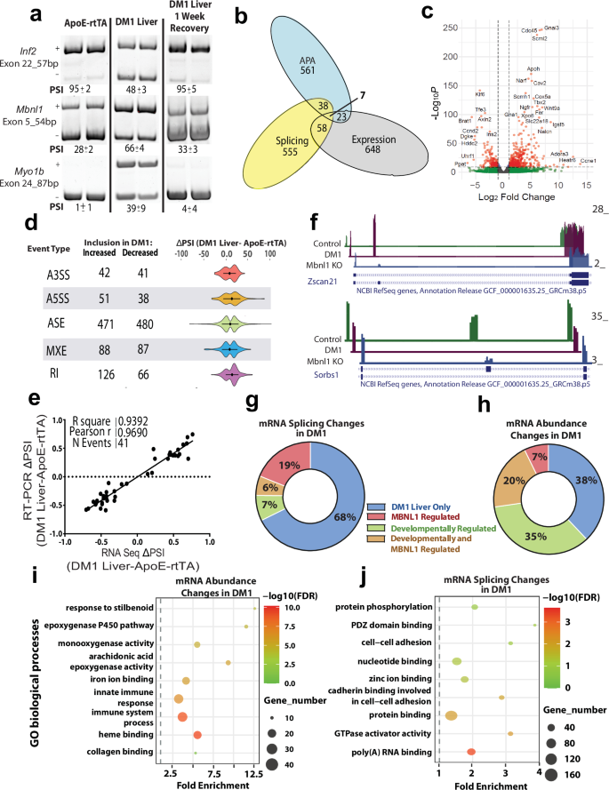 Fig. 2: DM1 induces global transcriptomic alterations in hepatocytes.