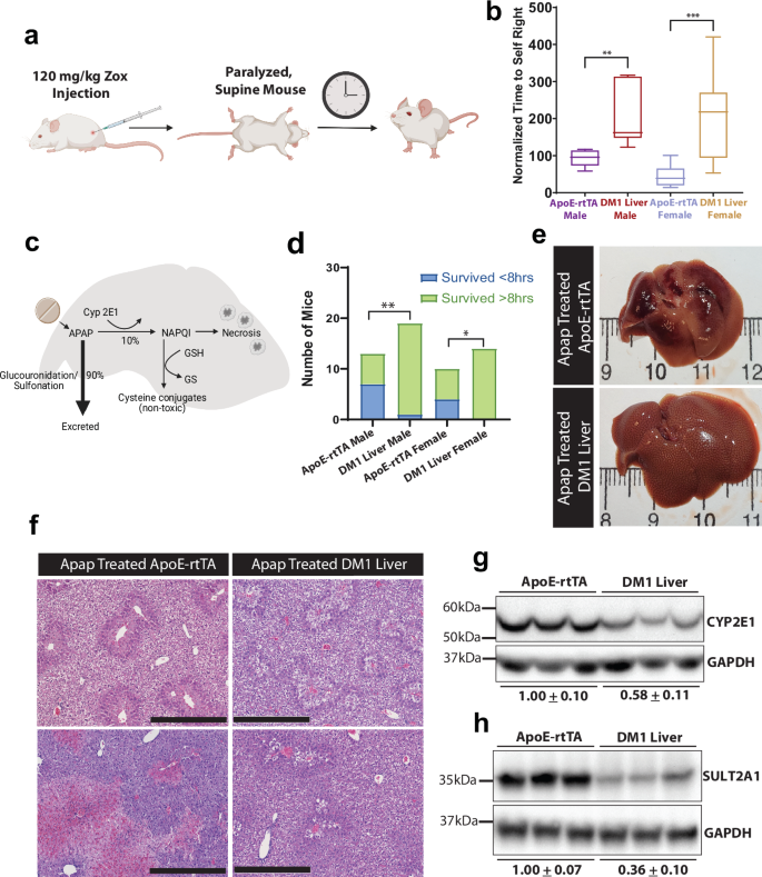 Fig. 4: Impaired drug metabolism in DM1 liver model mice.